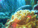 Christmas-tree worms on coral